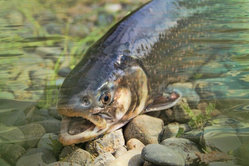 水生動(dòng)物應(yīng)用技術(shù)