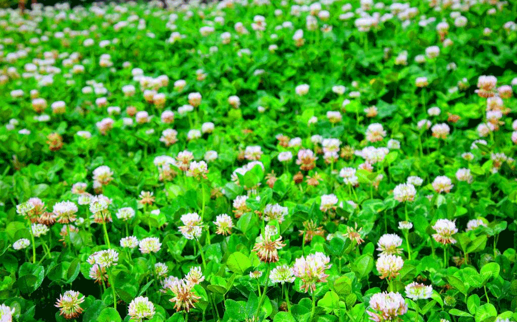 邊坡生態(tài)修復苗木