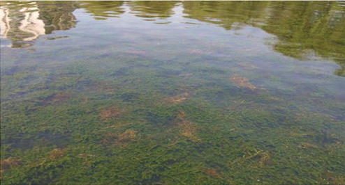 北京都潤生態(tài)環(huán)境工程有限公司- 黑臭水體治理-福州倉山龍津陽岐水系綜合治理