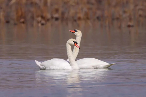 賞百只天鵝奇景！房山新增&ldquo;生態(tài)綠肺&rdquo;