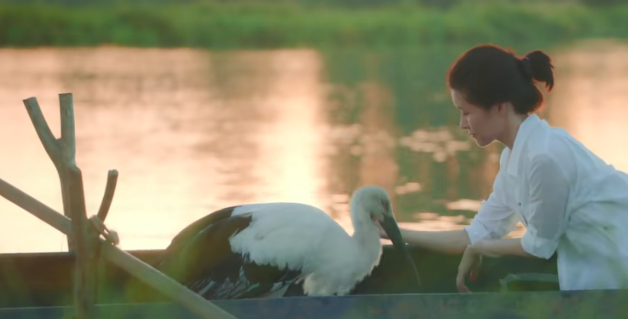 佳片推薦 | 超美！生態(tài)環(huán)保電影《等兒的濕地》